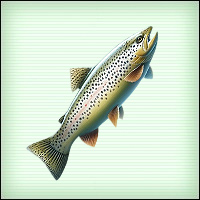 Файл:Trout b.jpg