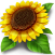 Подсолнух