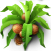 Кокосовая пальма